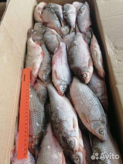 Рыба речная свежемороженая