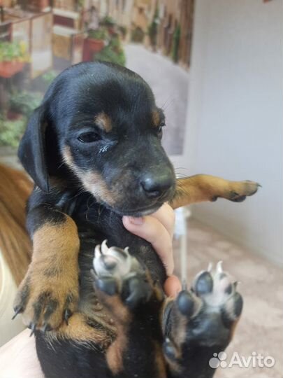 Такса в добрые руки