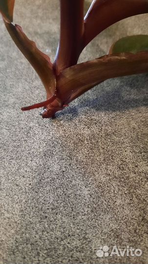 Филодендрон Блек кардинал вариегатный