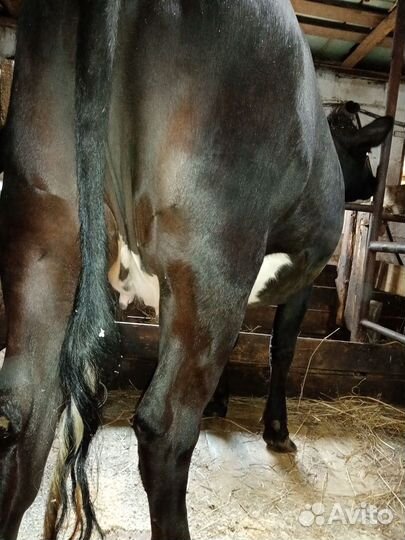 Телочка и нетель