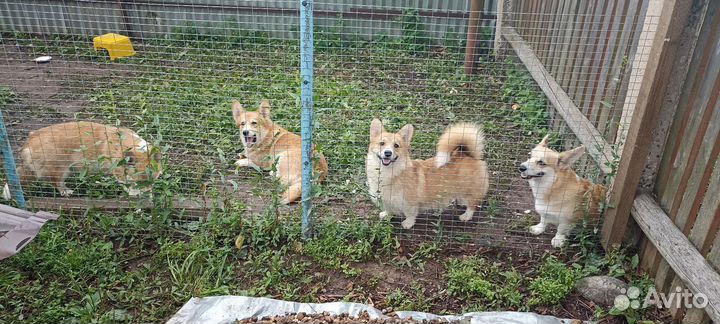 Вельш-корги пемброк молодые