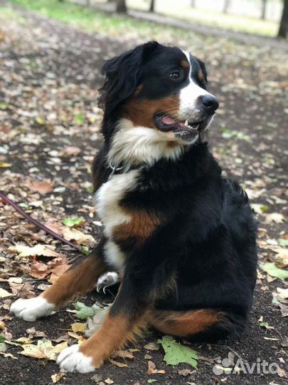 Передержка и выгул животных