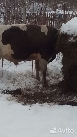 Продажа крс