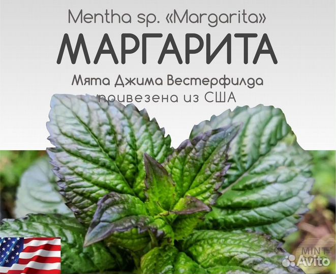Уникальные сорта мят, удивите себя и близких