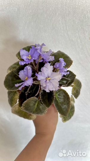 Фиалки Сортовые