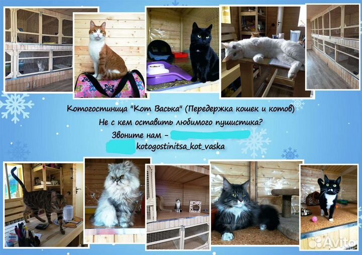 Оставить кошку на передержку. Передержка кошек. Кошку на передержку в Перми. Передержка кошек Ноябрьск. Передержка кошек в Лобне.