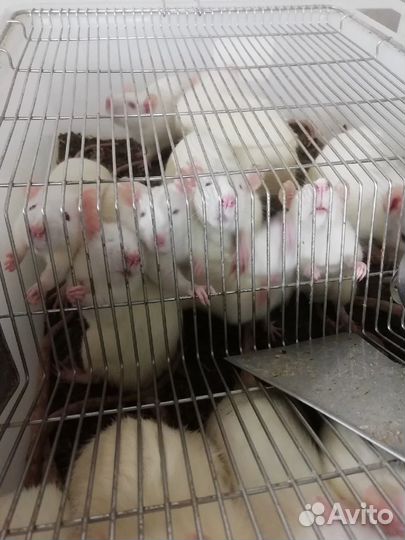 Крысы на корм