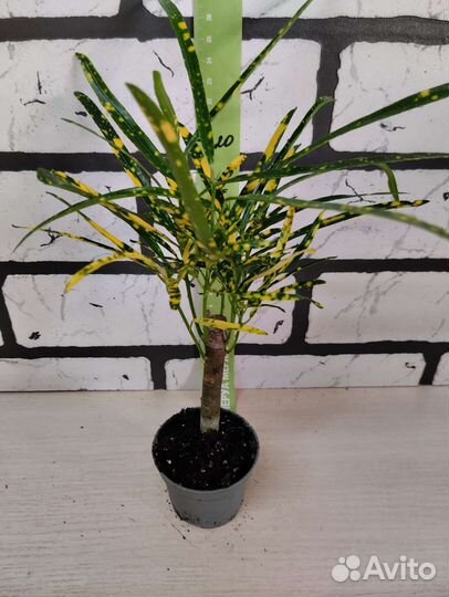 Кротон пиктум на штамбе