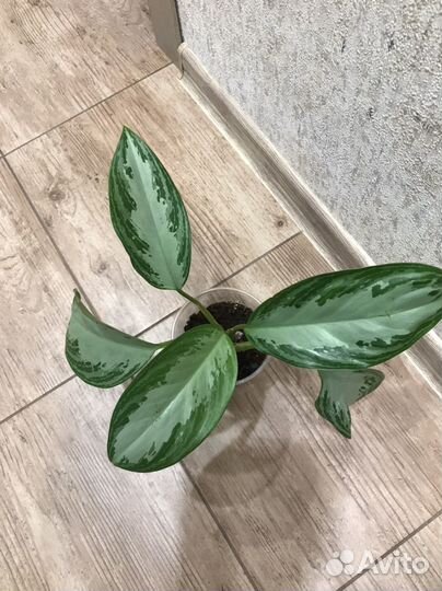 Аглаонема Сильвер бей