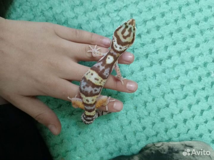 Передержка рептилий