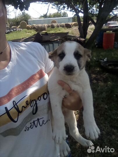 Среднеазиатская овчарка алабай щенки