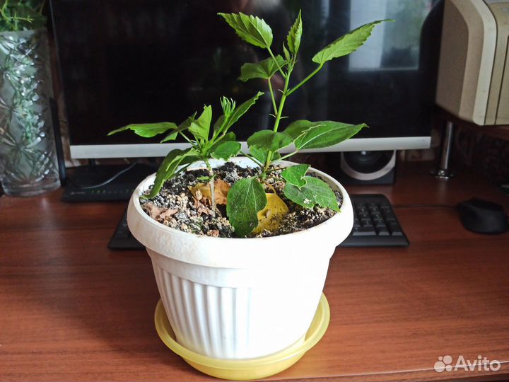 Комнатные цветы