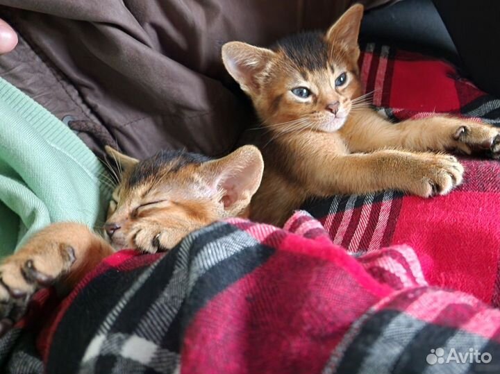 Абиссинская