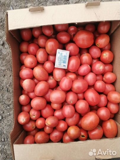Помидоры сливка оптом