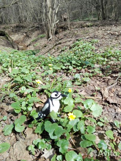 Войлочный дятел