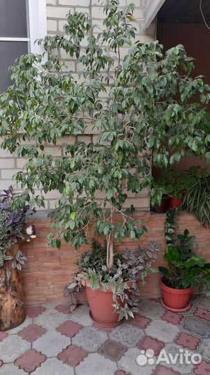 Комнатные растения