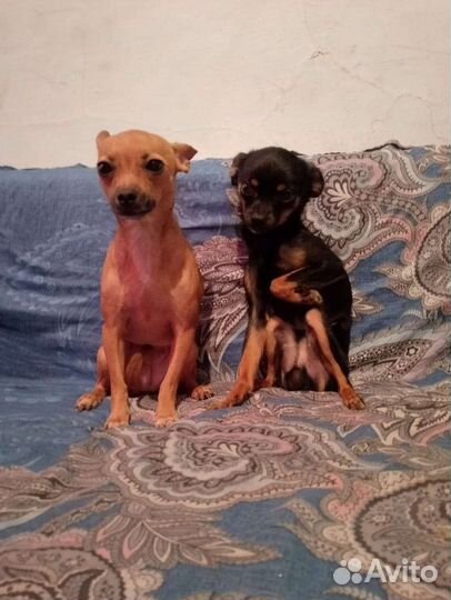 Той-терьер щенки