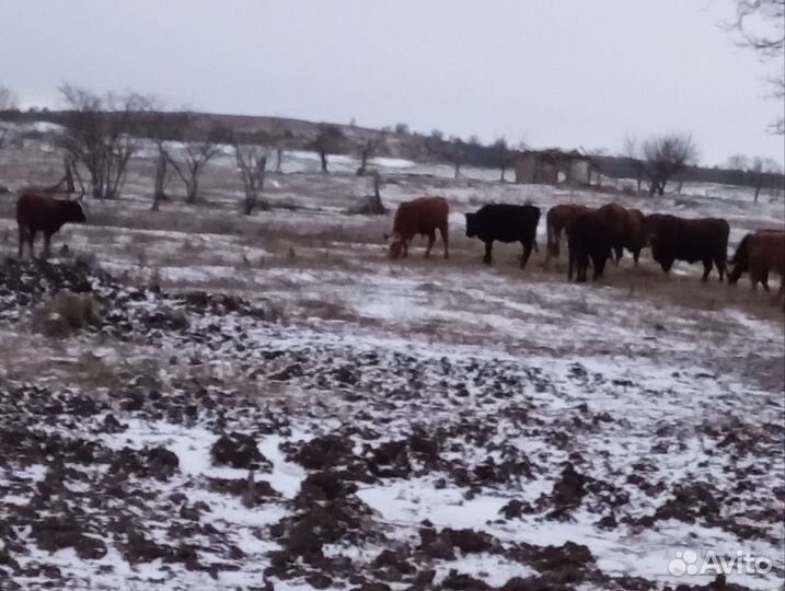 Телка 1.5 года