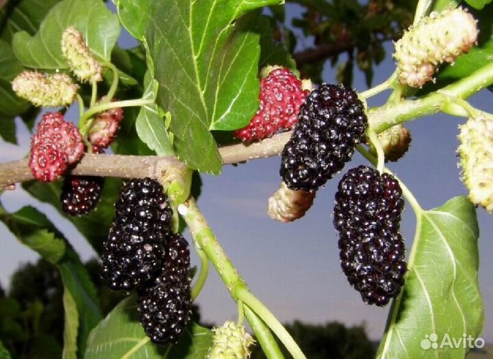 Саженцы шелковицы (тутовое дерево)