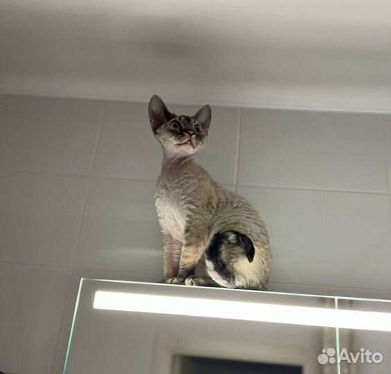 Котята девон-рекс