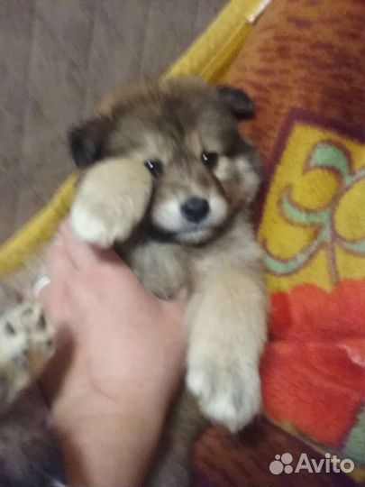 Малыши-1.5 мес