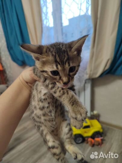 Бенгальские котята
