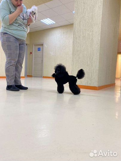 Той пудель для вязки