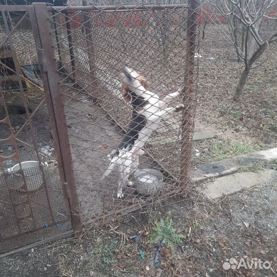 Кобель эстонской гончей