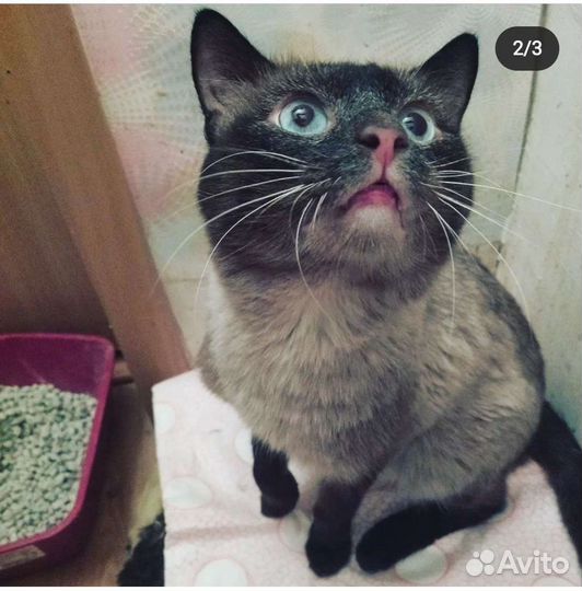 Котик Сиам