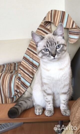 Вязка с шотландским прямоухим котом