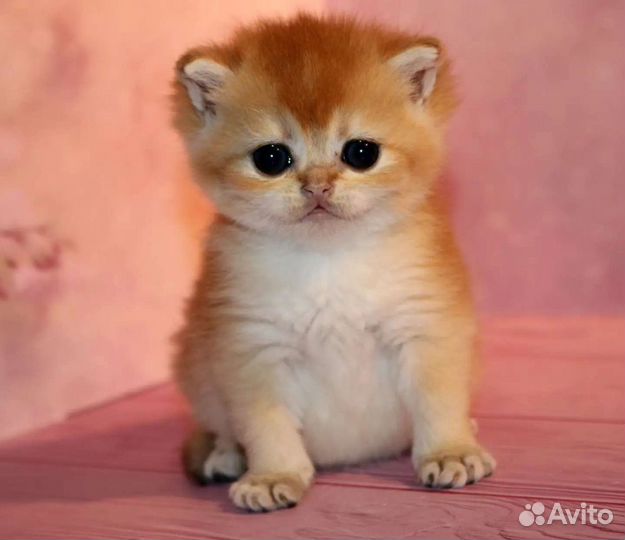 Котята золотая британская шиншилла