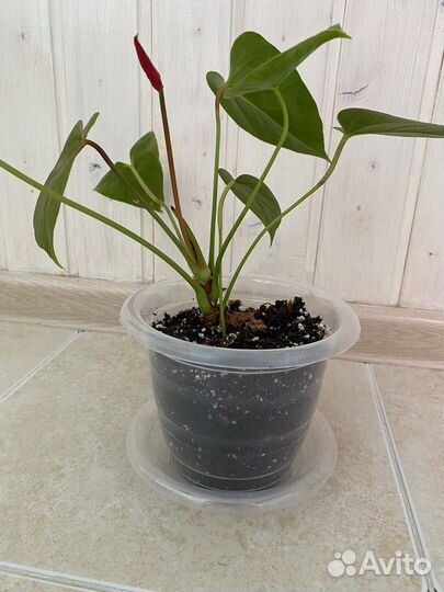 Антуриум Казанова