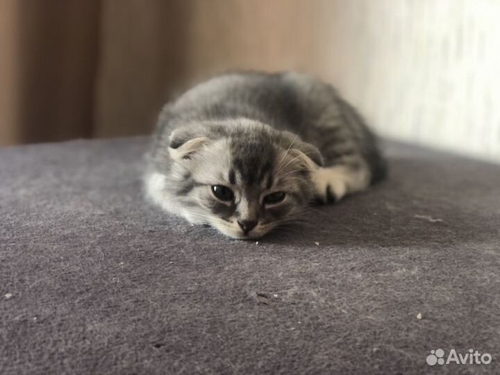 Вислоухий котенок