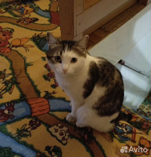 Коты в добрые руки