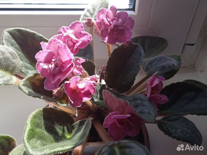 Фиалка махровая