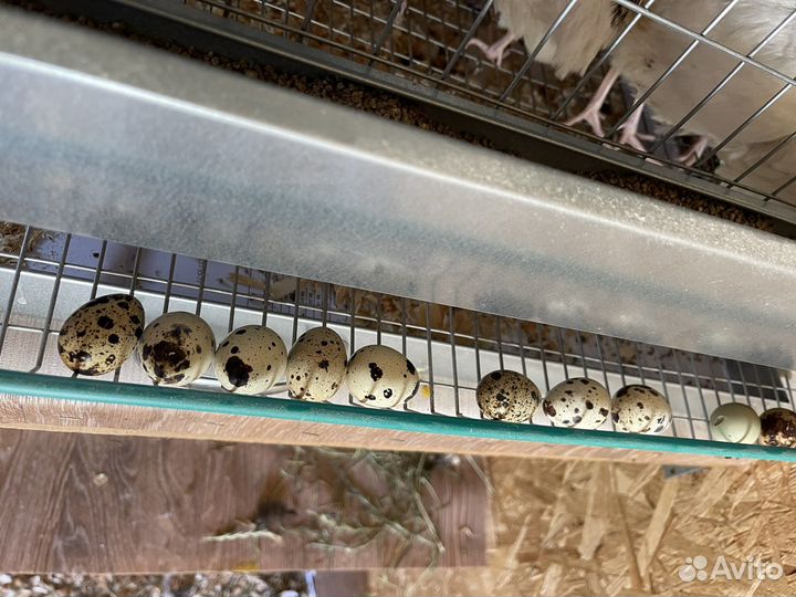 Перепелки несушки