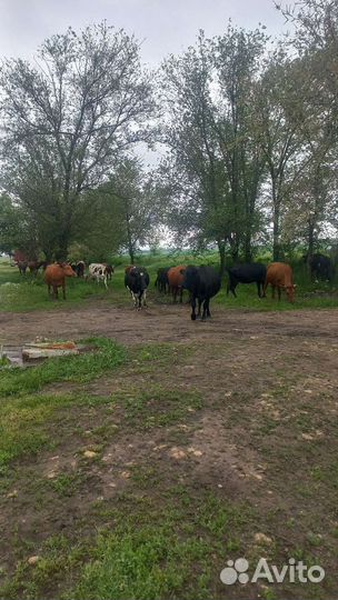 Коровы дойные молочные