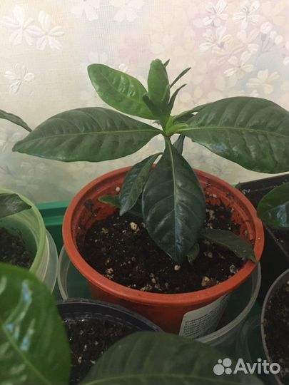 Гардения жасминовидная, Лавр