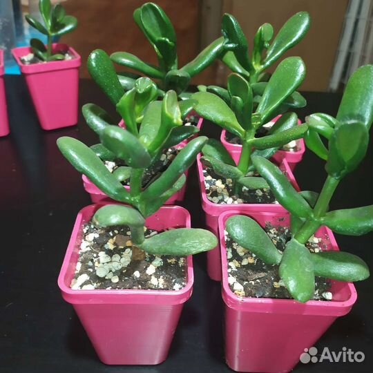 Крассула Horn Tree