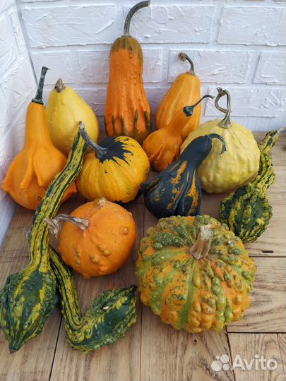 Тыква декоративная
