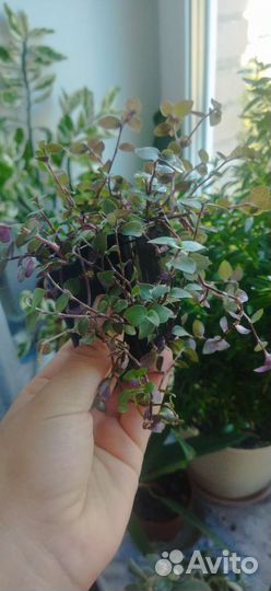 Каллизия (комнатное растение)