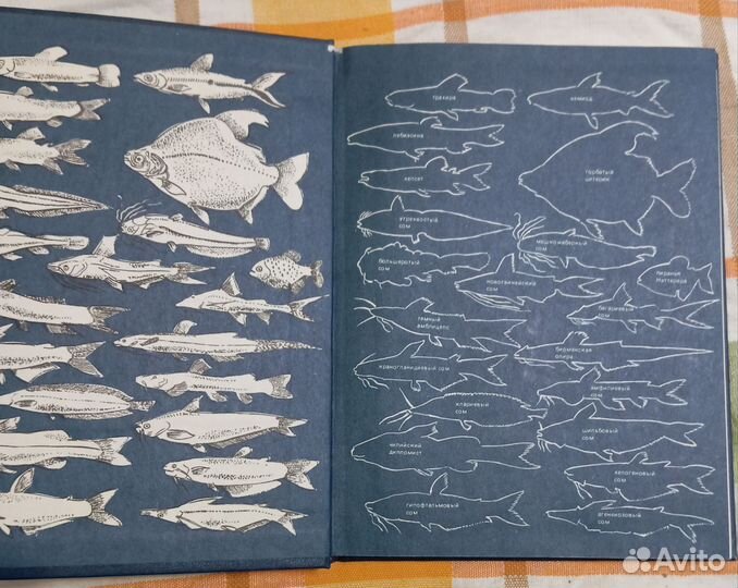 Кочетов А. М. Экзотические рыбы