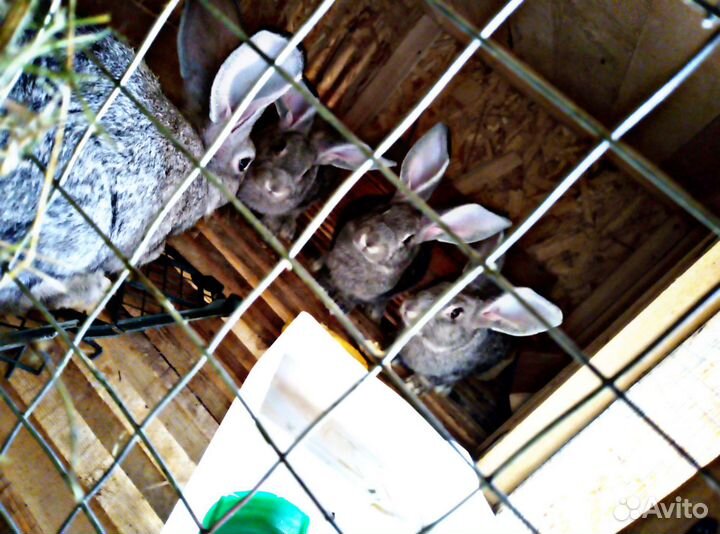 Кролики, крольчата, крольчатина. Мясо кроликов