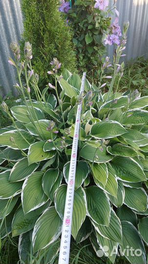 Хоста крупномер