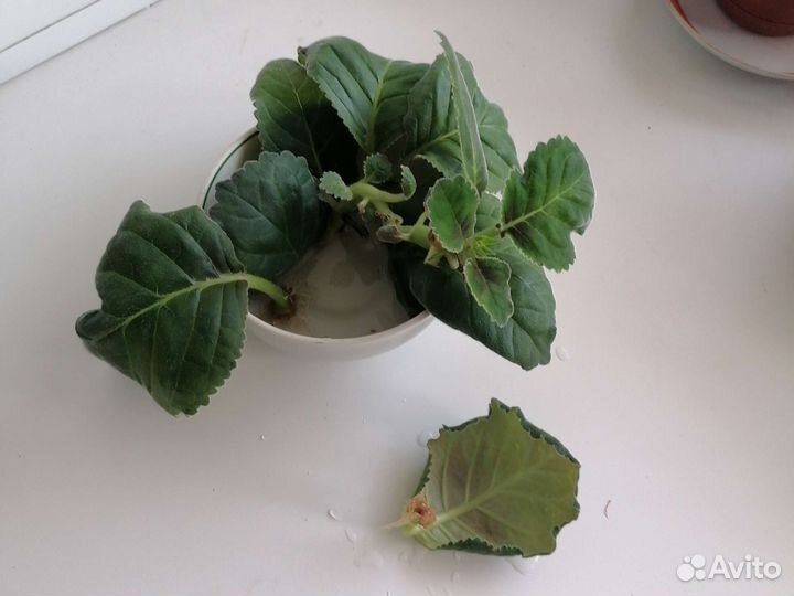 Листок укорененные Глоксинии фиолетовой