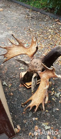 Чучело, цена за одну