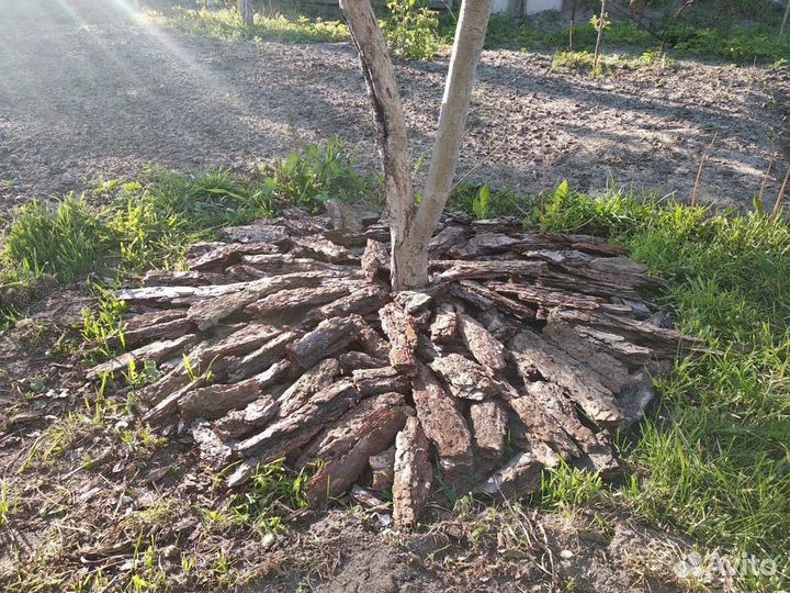 Кора сосны мульча