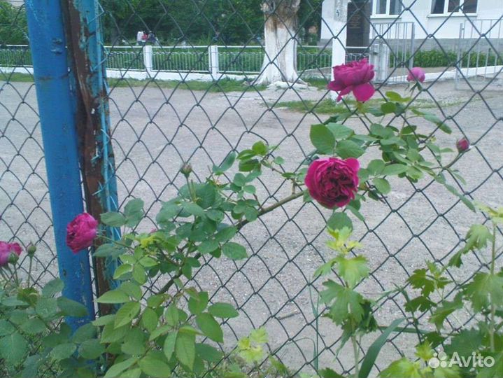 Роза в'ющая