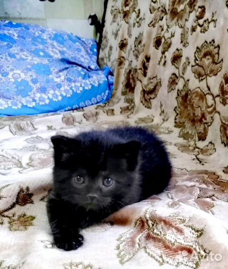 Котенок британский