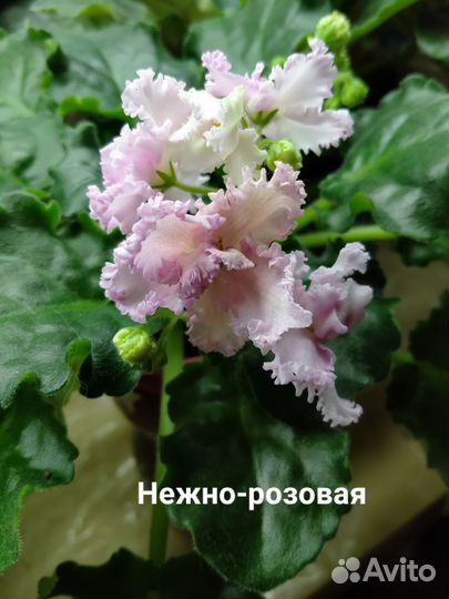 Фиалка